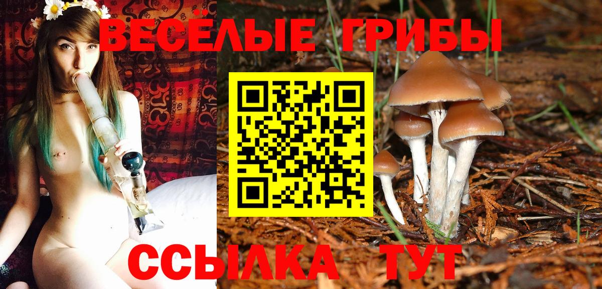 Алейск  как найти закладки  Вход с VPN  Галлюциногенные грибы GOLDEN TEACHER 